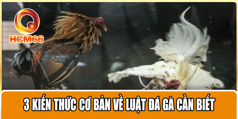 Quy định và luật đá gà miền Bắc cần trang bị cho người mới 2 3 kiến thức cơ bản về luật đá gà cần biết