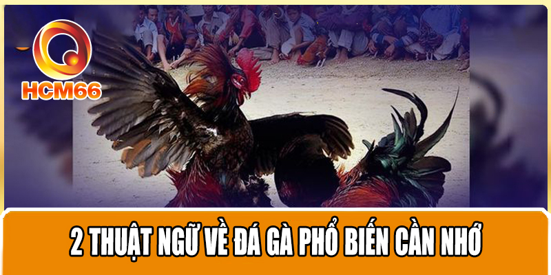 Quy định và luật đá gà miền Bắc cần trang bị cho người mới 3 2 thuật ngữ về đá gà phổ biến cần nhớ