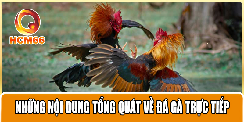 Đá gà trực tiếp - Trải nghiệm cá cược trực tiếp thú vị và hấp dẫn 2 Những nội dung tổng quát về đá gà trực tiếp