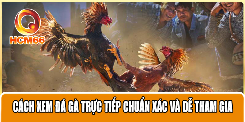 Đá gà trực tiếp - Trải nghiệm cá cược trực tiếp thú vị và hấp dẫn 4 Cách xem đá gà trực tiếp chuẩn xác và dễ tham gia