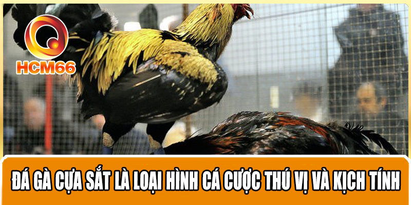 Top những kinh nghiệm hàng đầu cần trang bị khi đá gà cựa sắt 2 Đá gà cựa sắt là loại hình cá cược thú vị và kịch tính