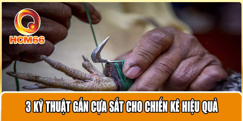 Top những kinh nghiệm hàng đầu cần trang bị khi đá gà cựa sắt 3 3 kỹ thuật gắn cựa sắt cho chiến kê hiệu quả